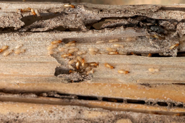 Best Flea Control Services  in Cambridge Springs, PA